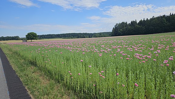 20250703_090424.jpg  